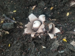 Geastrum