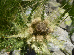 Cirsium spinosissimum