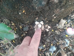 Geastrum