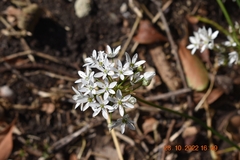 Allium neapolitanum