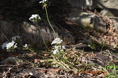 Allium neapolitanum