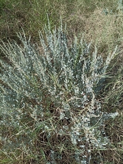 Atriplex barclayana