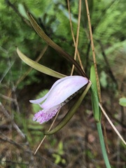 Cleistesiopsis divaricata