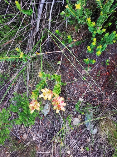 Image of Penaea cneorum by (c) Barbara le Roux, some rights reserved (CC BY-SA)