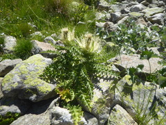 Cirsium spinosissimum