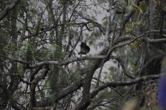 Colaptes atricollis