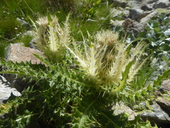 Cirsium spinosissimum