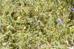 Lobelia comosa