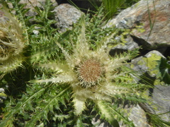 Cirsium spinosissimum