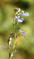 Lobelia comosa