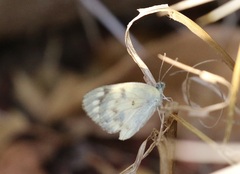 Colotis calais crowleyi
