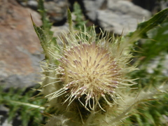 Cirsium spinosissimum