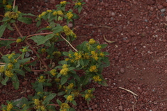 Flaveria trinervia