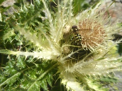 Cirsium spinosissimum