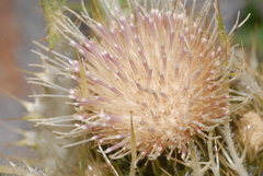 Cirsium spinosissimum