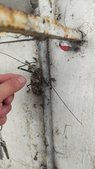 Acrocinus longimanus