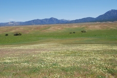 Malacothrix californica