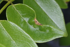 Insecta