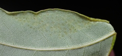 Insecta