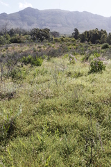 Aspalathus retroflexa retroflexa