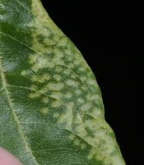 Insecta