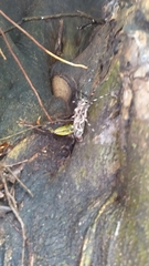 Acrocinus longimanus