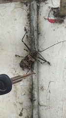 Acrocinus longimanus