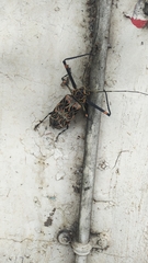 Acrocinus longimanus