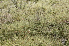 Aspalathus retroflexa retroflexa