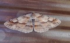 Stenoporpia macdunnoughi