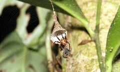 Spilasma duodecimguttata