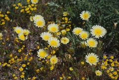 Malacothrix californica