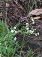 Parthenium hysterophorus