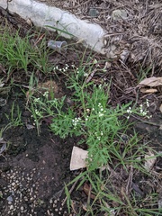 Parthenium hysterophorus