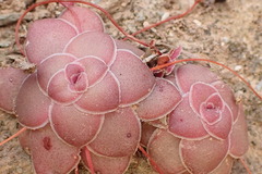 Crassula orbicularis