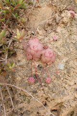 Crassula orbicularis