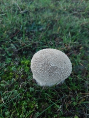 Lycoperdon utriforme