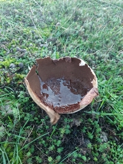Lycoperdon utriforme