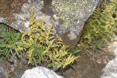 Gymnocarpium dryopteris