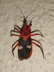 Neivacoris microcephalus