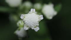 Parthenium hysterophorus
