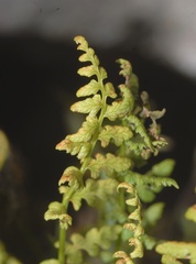 Gymnocarpium dryopteris