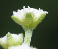 Parthenium hysterophorus