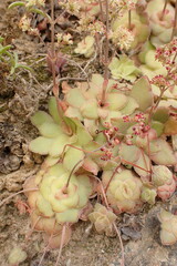 Crassula orbicularis