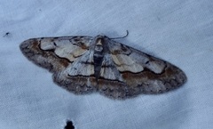 Stenoporpia macdunnoughi
