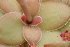 Crassula orbicularis