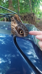 Caligo telamonius memnon