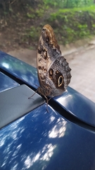 Caligo telamonius memnon