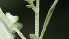 Parthenium hysterophorus
