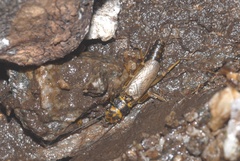 Perlodinae